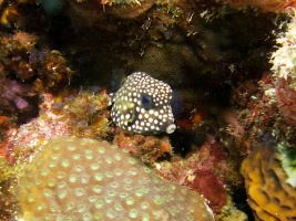 Juvenile Trunkfish IMG 7241